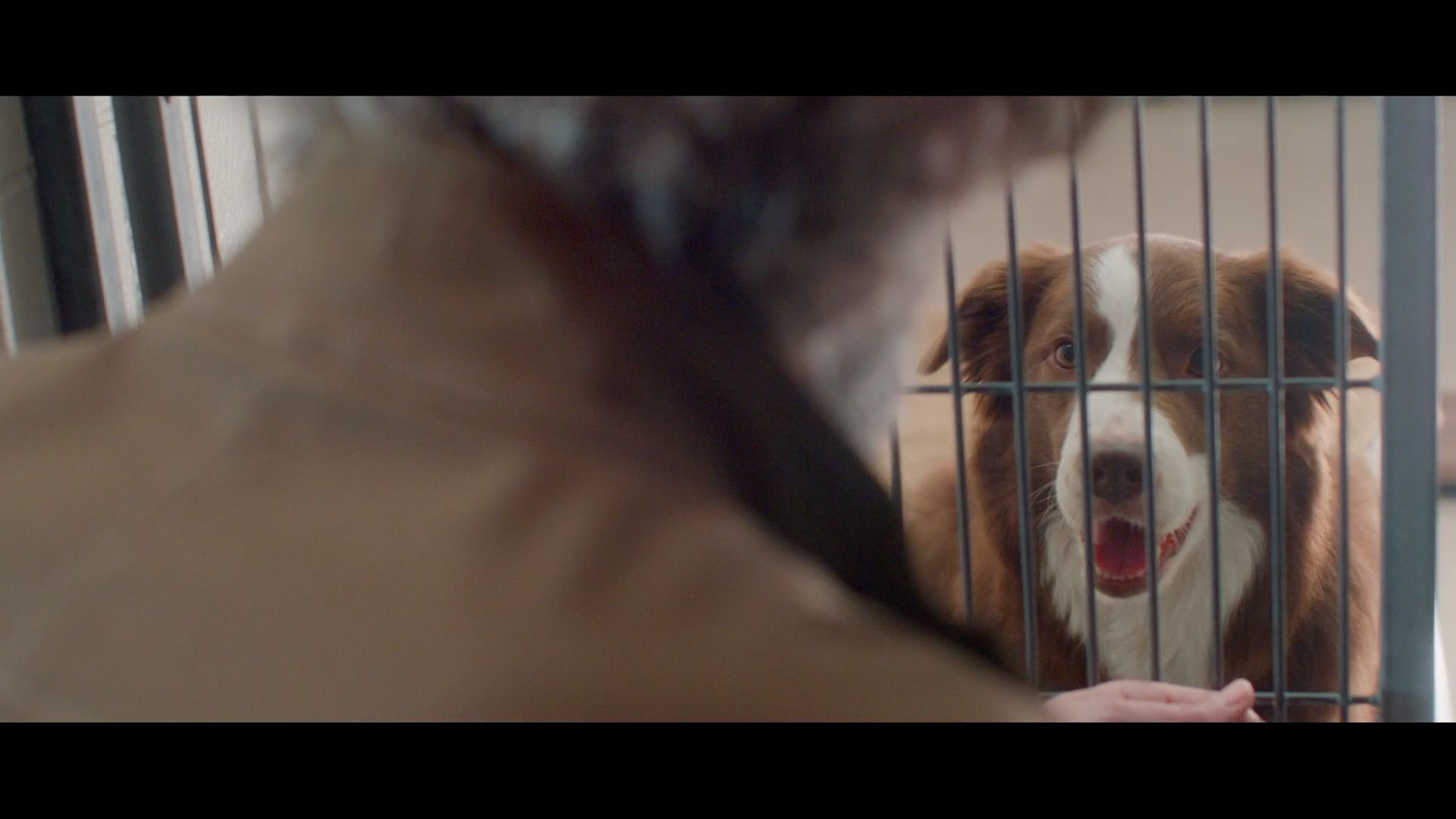 Priority Automotive - Animal Rescue